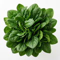 Fresh Spinach