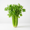 Fresh Celery